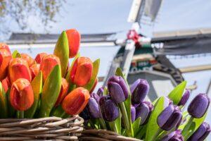 tulips, flowers, basket-7079296.jpg